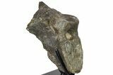 Hadrosaur (Hypacrosaur) Dorsal Vertebra With Stand -Montana #134544-1